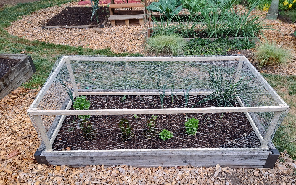 Rabbit and Deer Proof Enclosure